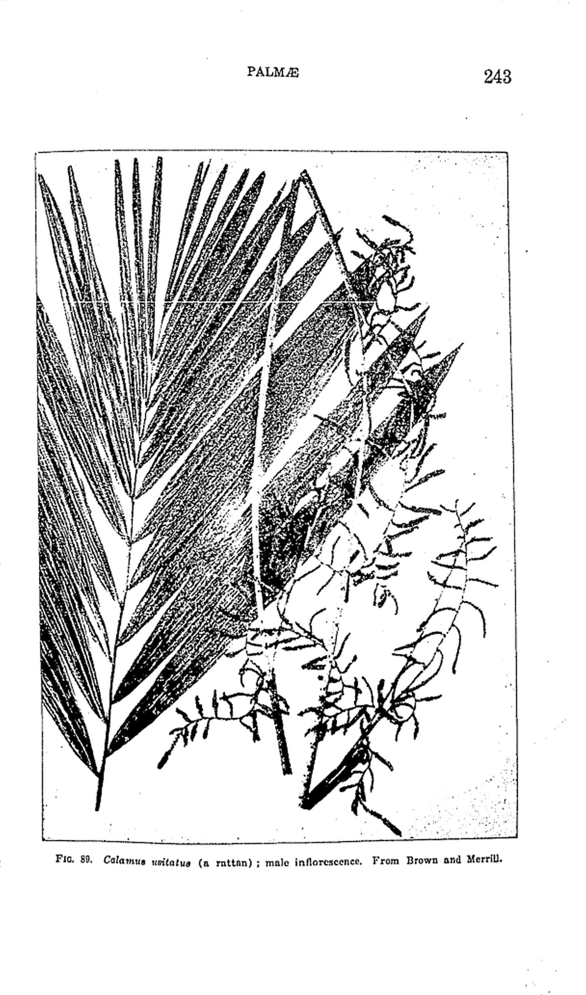243 
