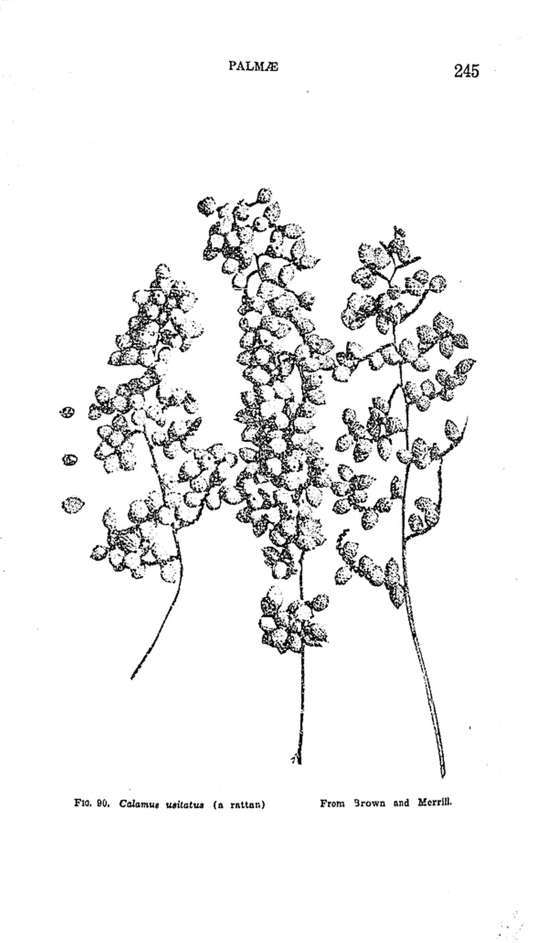 245 
