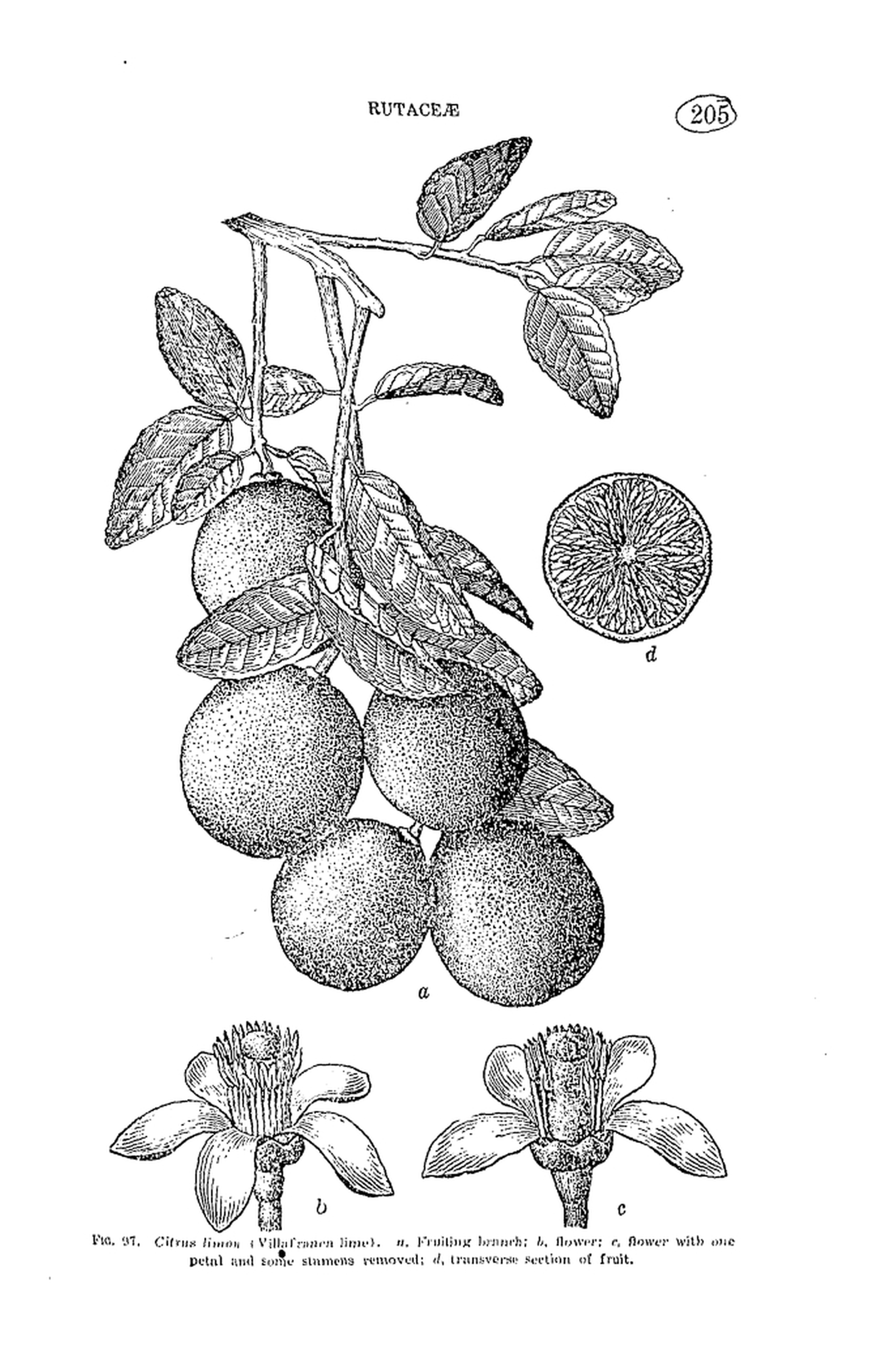 205 
