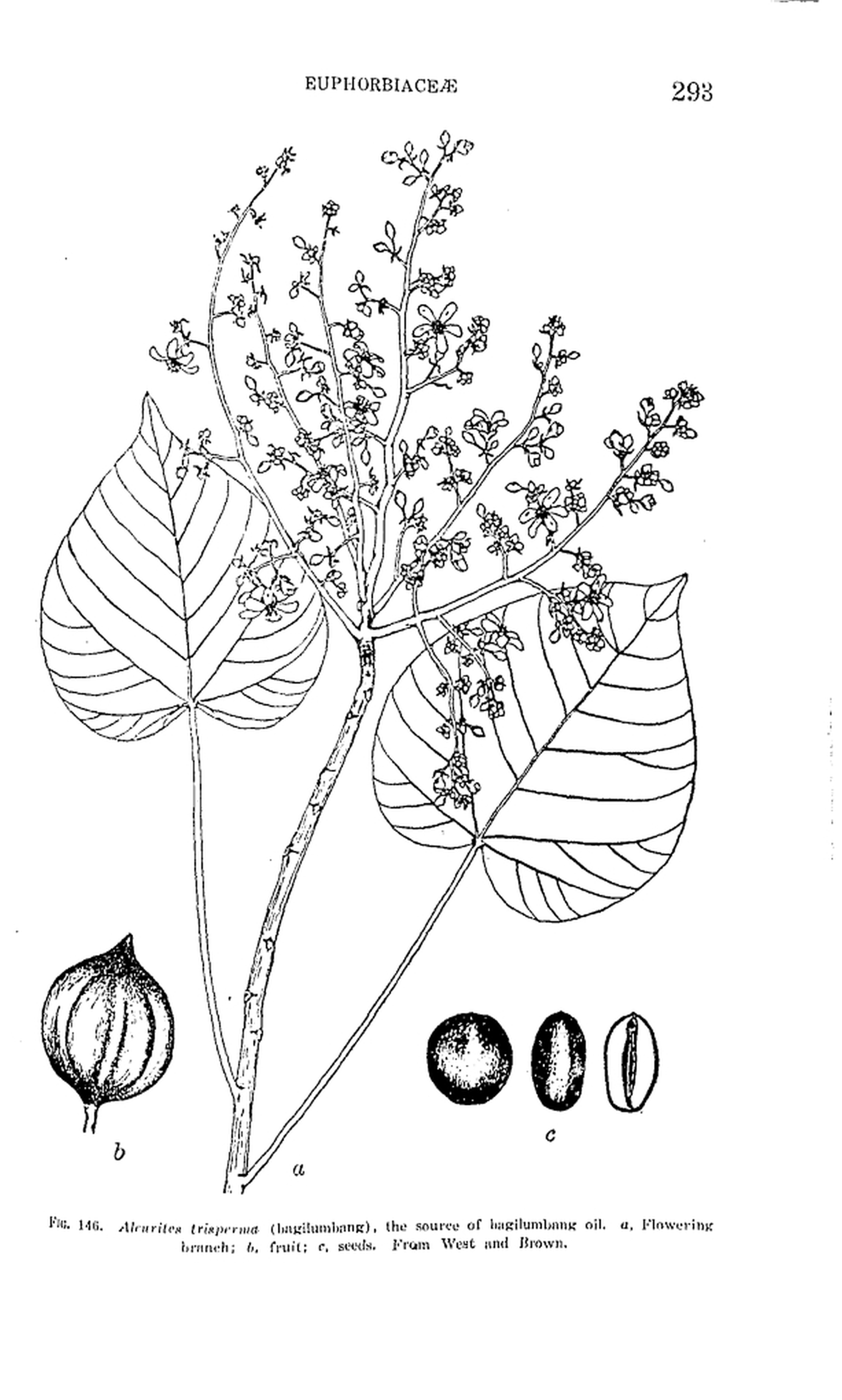 293 
