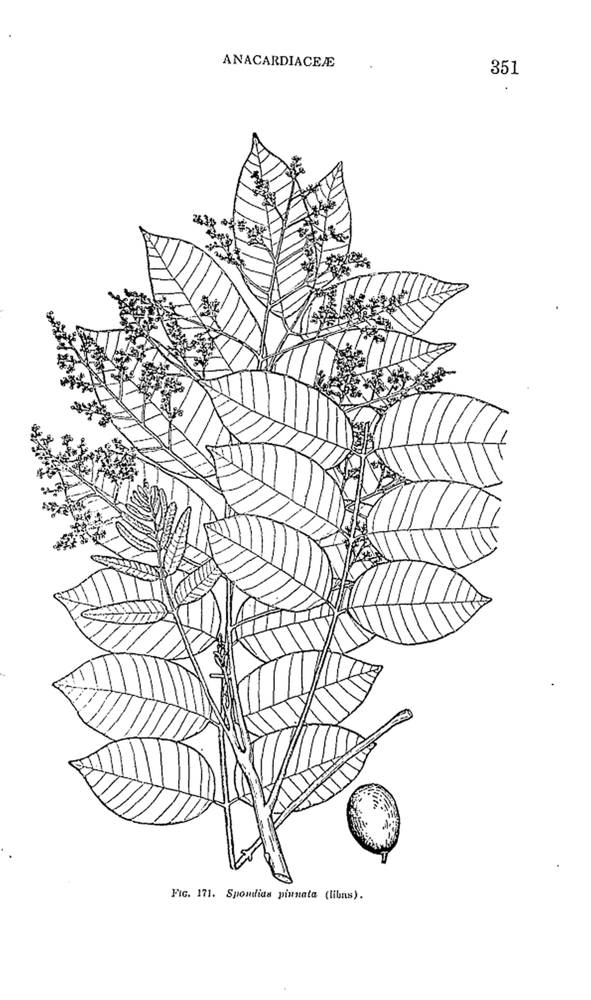 351 
